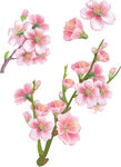 粉嫩桃花枝插画素材