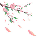 春日樱花枝 花瓣纷飞景