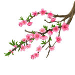 粉色桃花枝特写