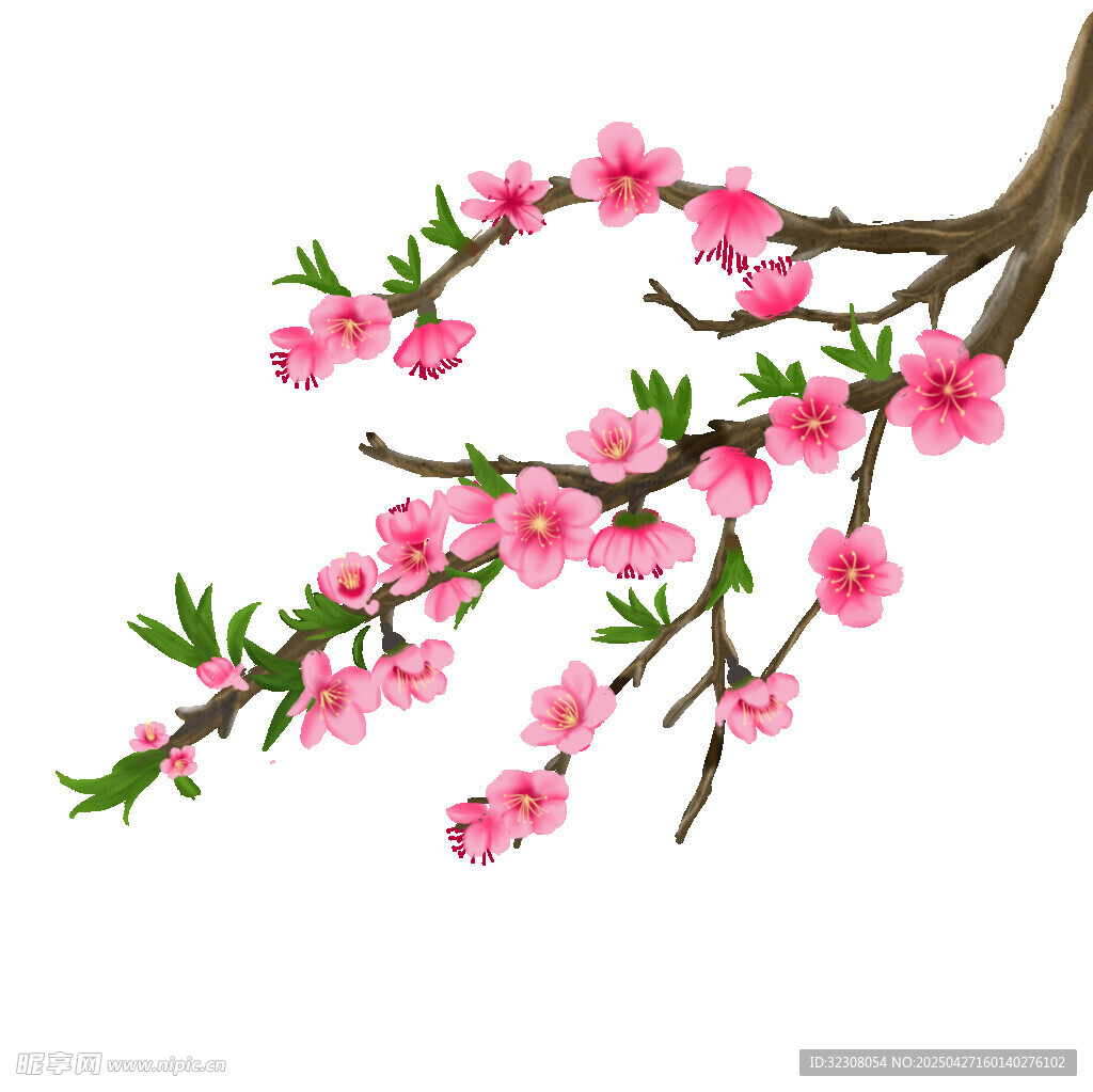 粉色桃花枝特写