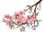手绘粉色花枝插画