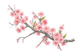 粉色桃花枝特写