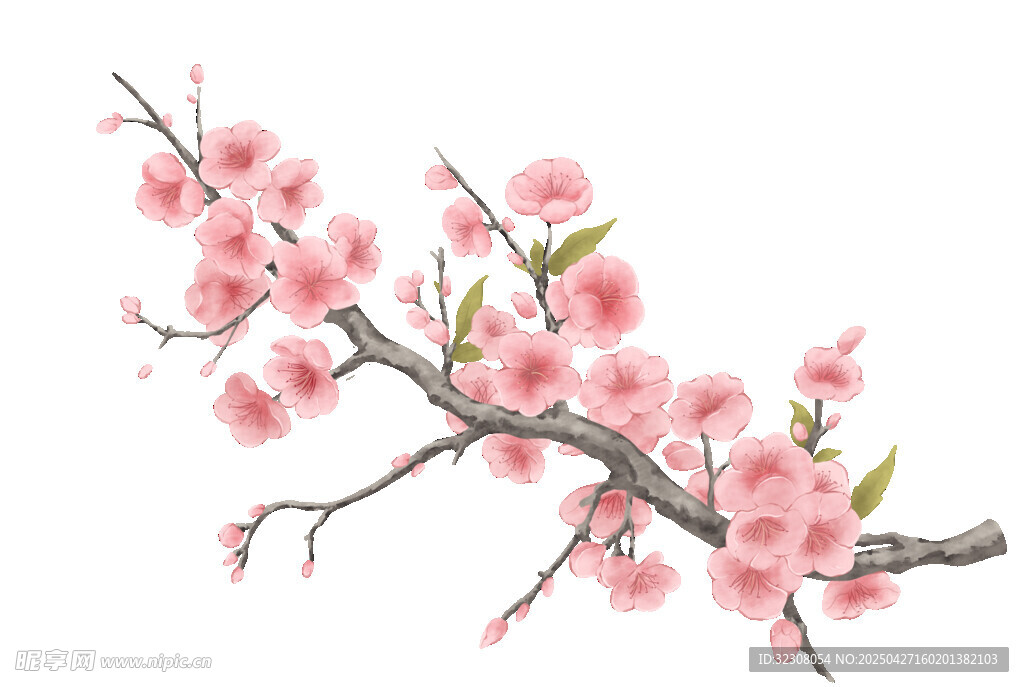 粉色桃花枝特写