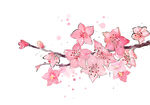 粉色樱花枝插画