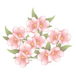 粉色花卉插画