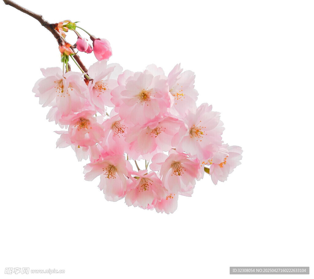 粉嫩樱花绽放枝头