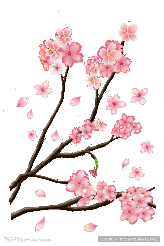 绽放的粉色樱花枝
