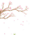 粉色桃花枝 花瓣飘落