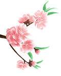 粉色桃花枝