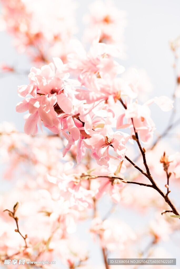 烂漫樱花枝头绽放