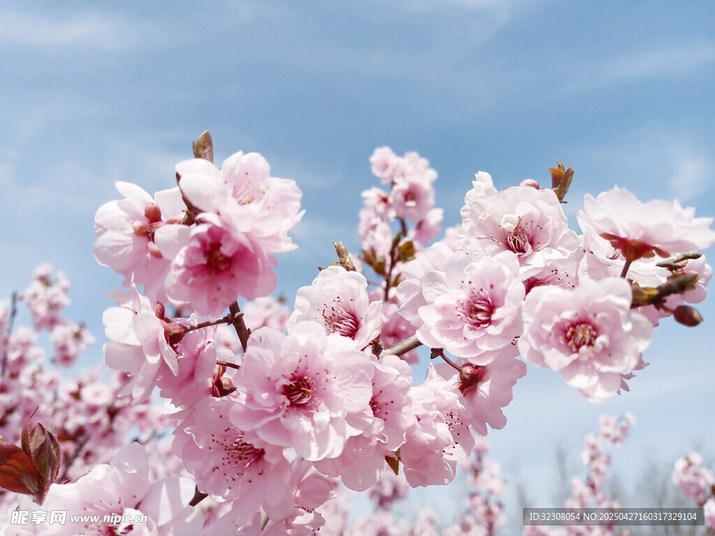 春日绽放的粉嫩桃花