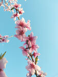 蓝天映衬下的粉嫩桃花枝
