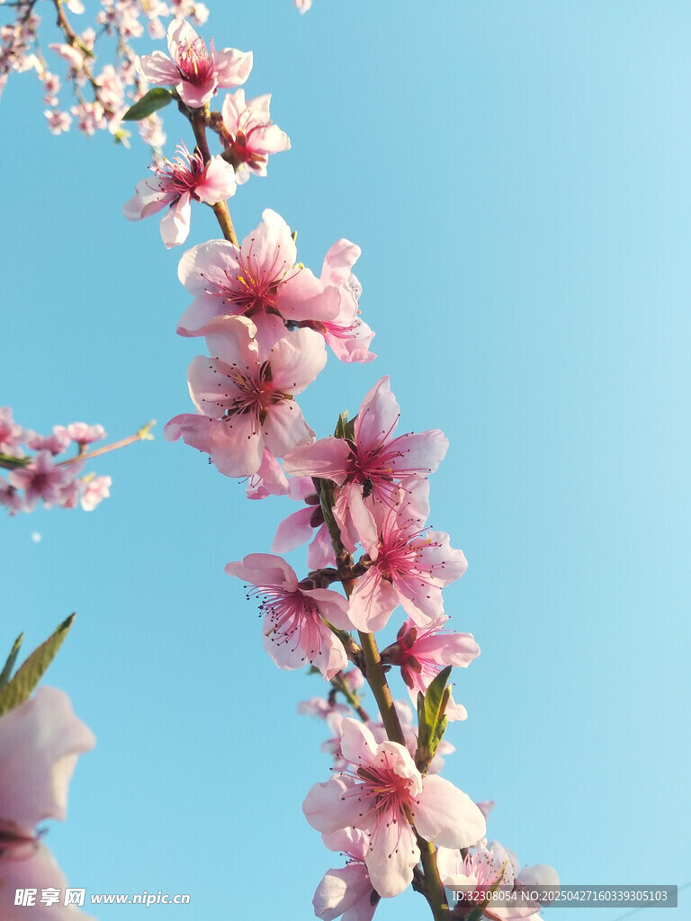 蓝天映衬下的粉嫩桃花枝