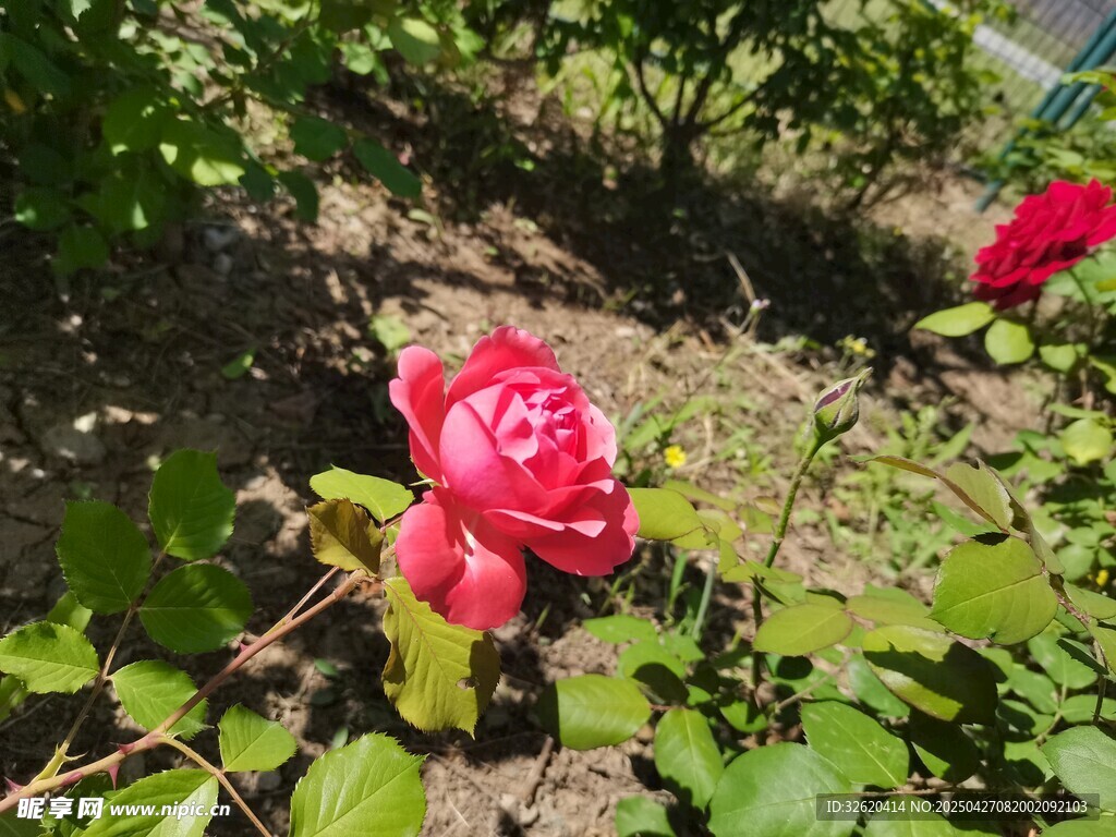 红玫瑰