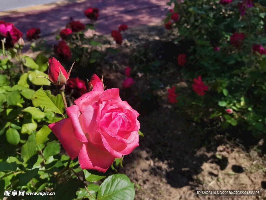 玫瑰花