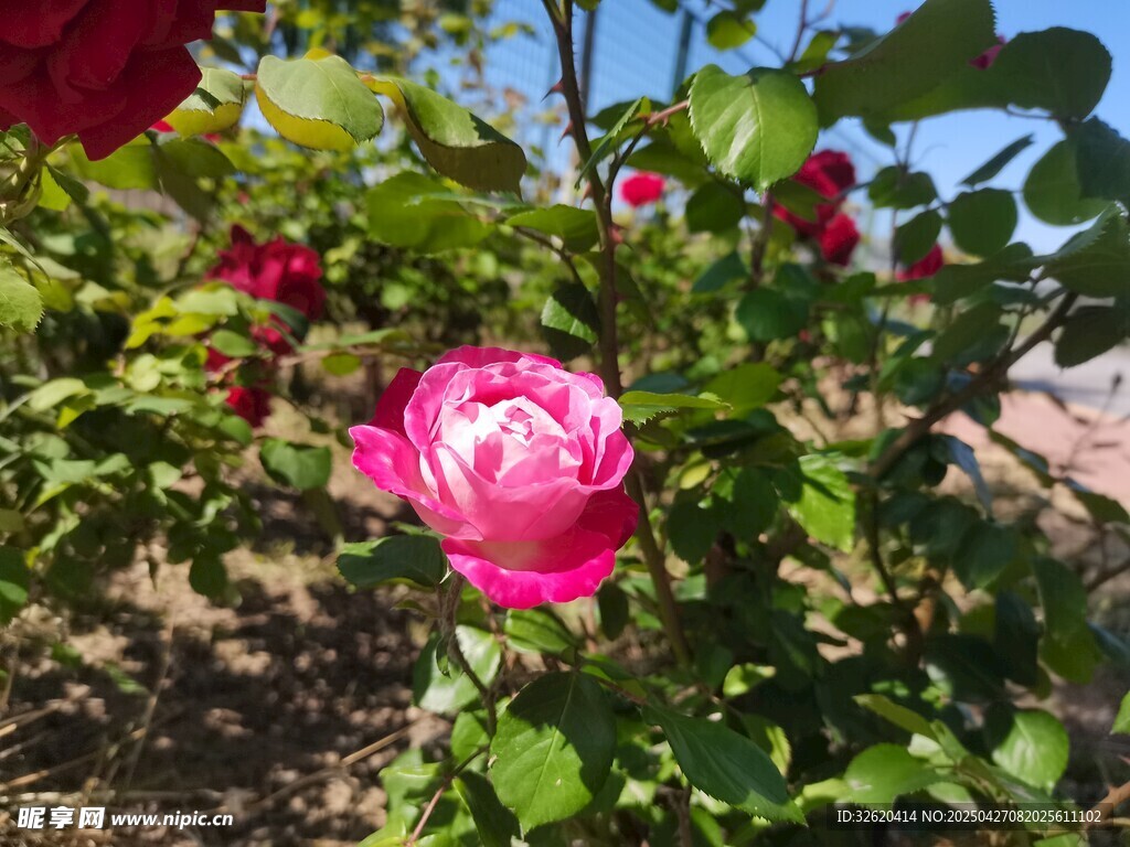 月季花