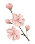 粉色玉兰花枝特写