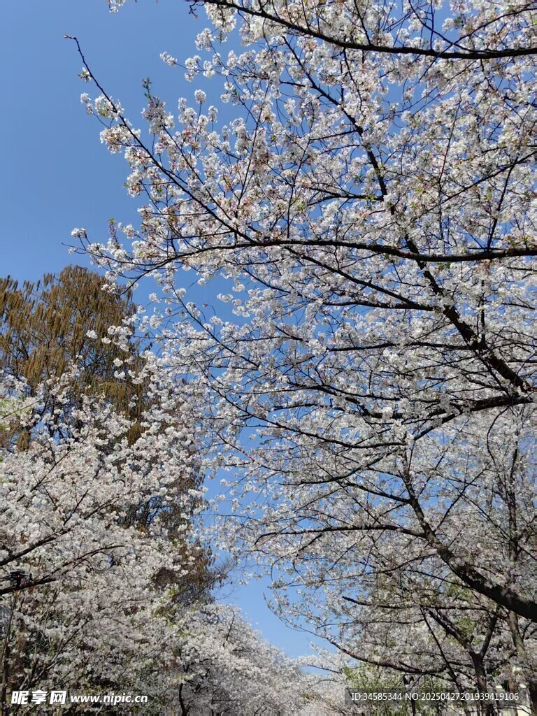 春日烂漫樱花树景