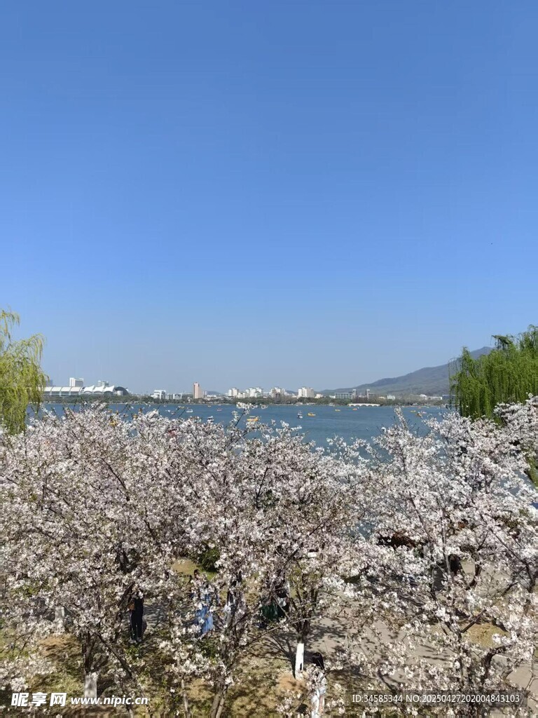 湖畔烂漫樱花绽放美景