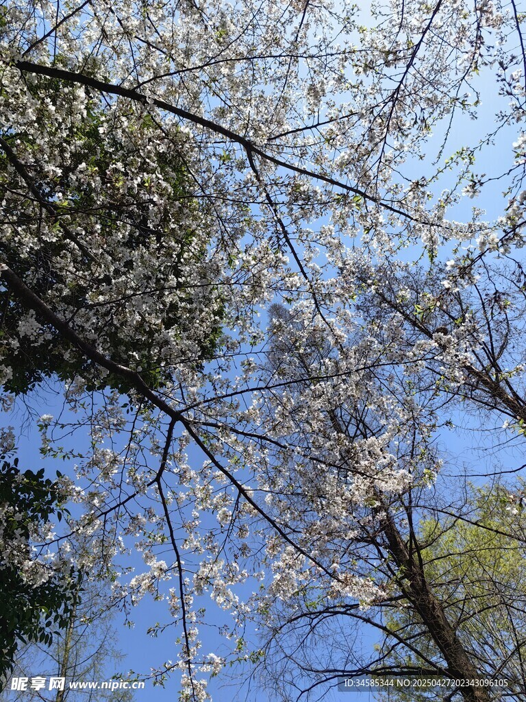 仰观繁花满树蓝天相映