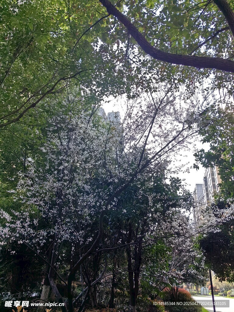 春日繁花盛开的林间景象
