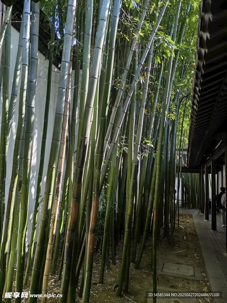 竹林小径 静谧中式景致