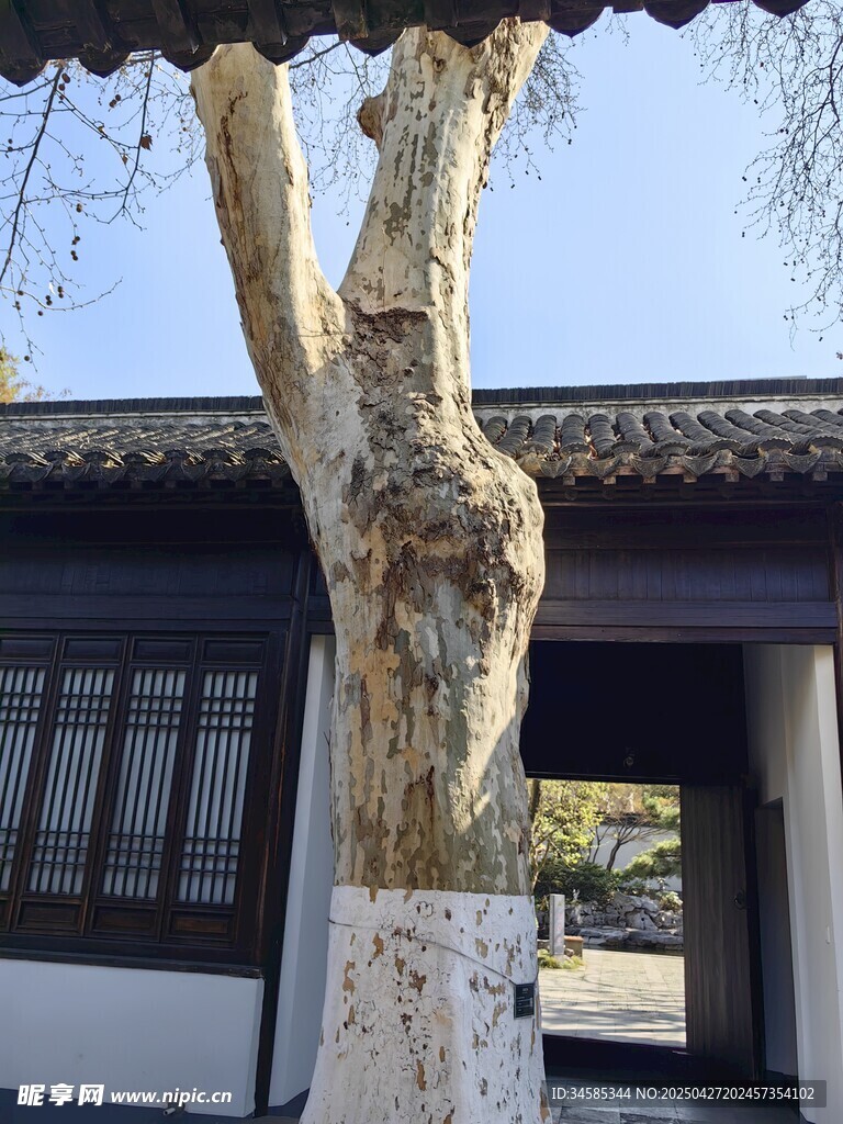 古树下的中式建筑一角
