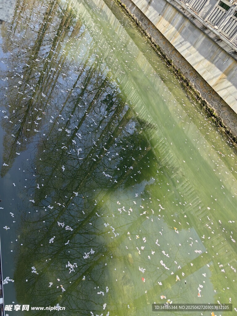 河面上的樱花
