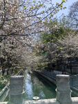 河畔樱花盛开的静谧美景