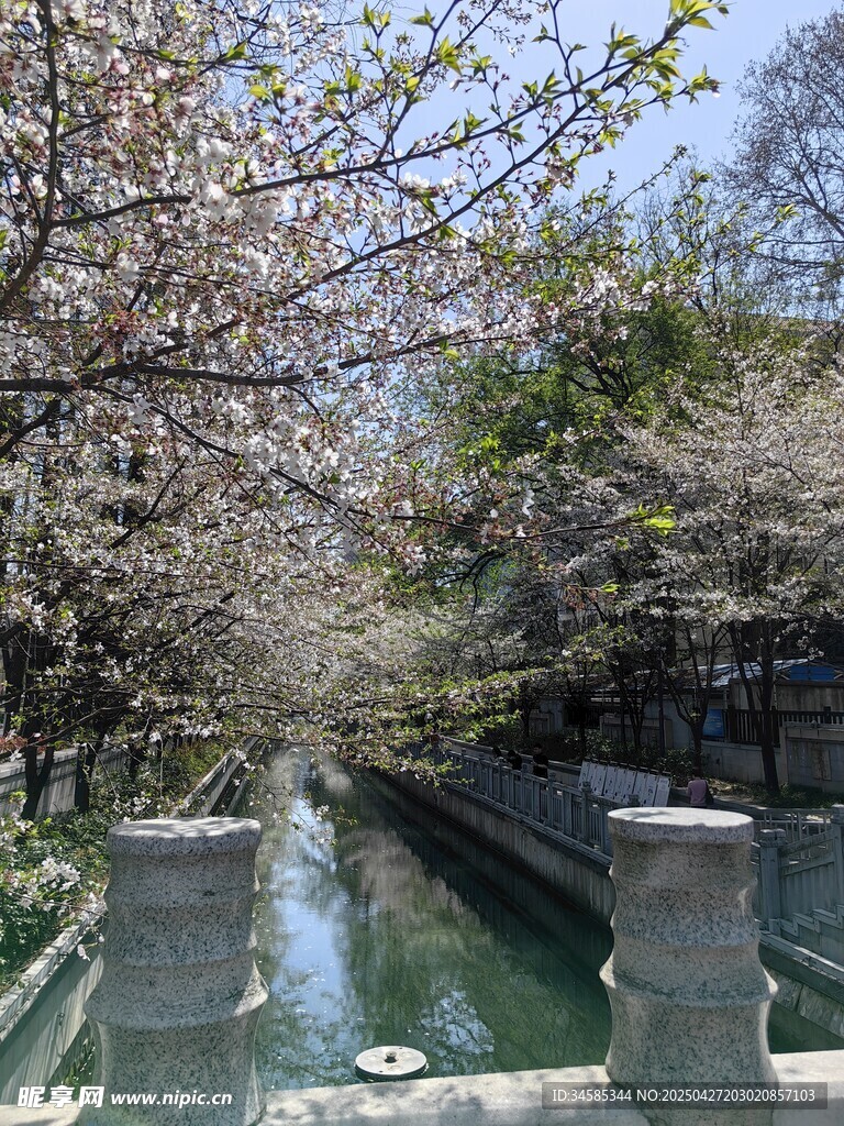 河畔樱花盛开的静谧美景