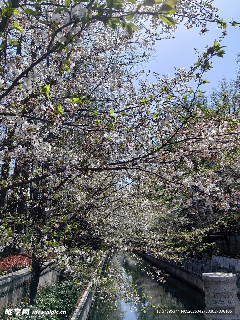 春日河畔繁花盛开景象