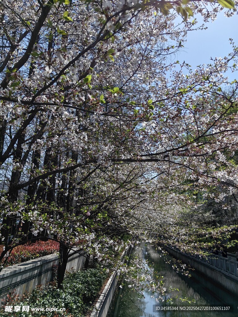河畔樱花烂漫的春日景象