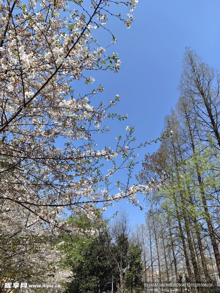 春日繁花与挺拔树木