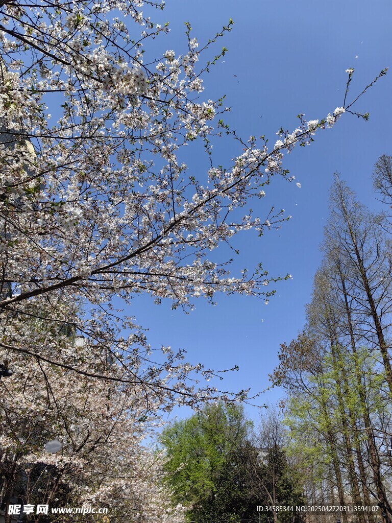 春日繁花盛开的树木景观