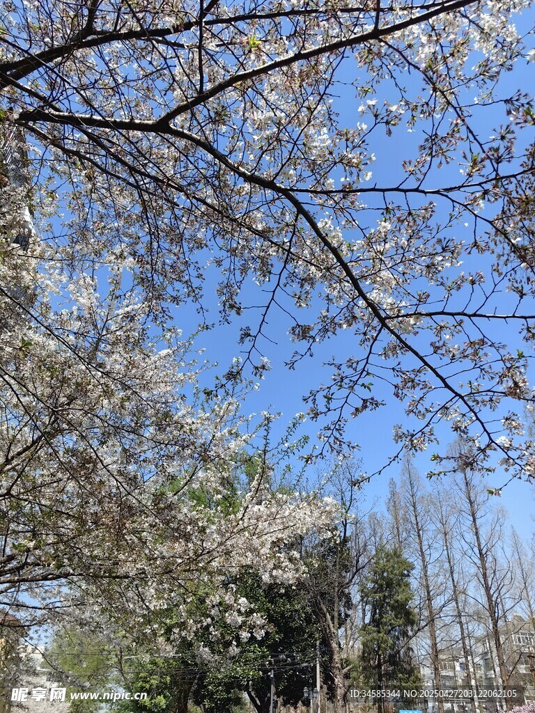 春日繁花满树蓝天美景