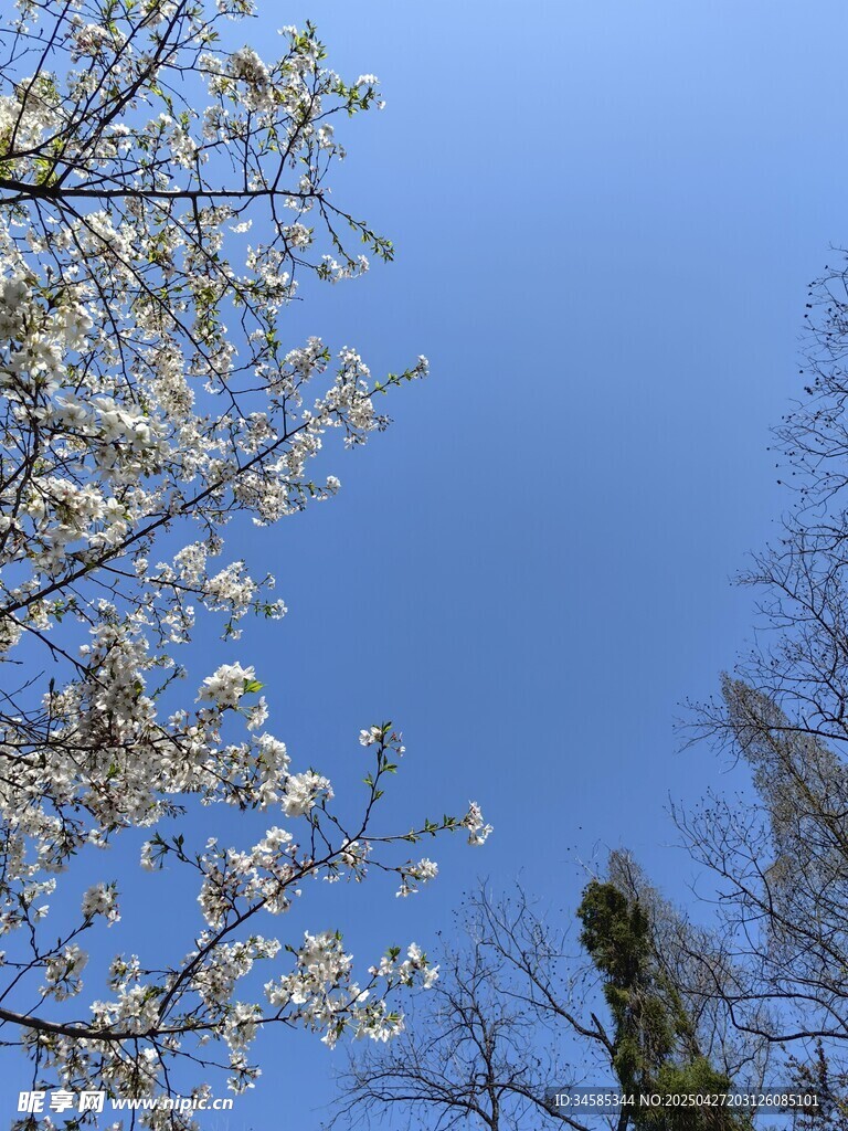 蓝天映衬下的繁花树枝