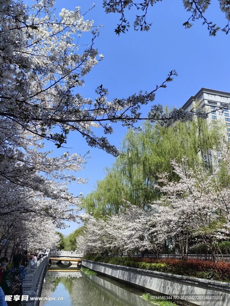 河畔樱花绽放美景