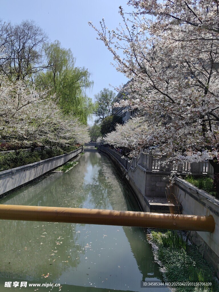 河畔樱花盛开的美丽景致