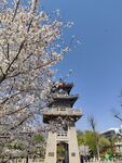 樱花簇拥下的中式古建筑