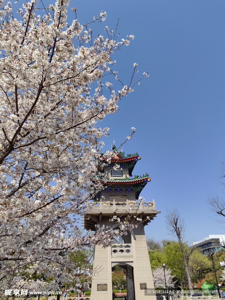 樱花树下的中式古典建筑