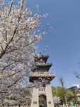 樱花簇拥下的中式塔楼