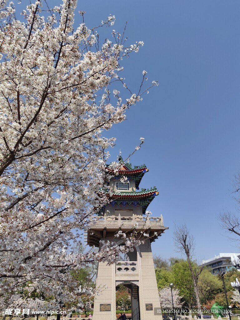 樱花簇拥下的中式塔楼