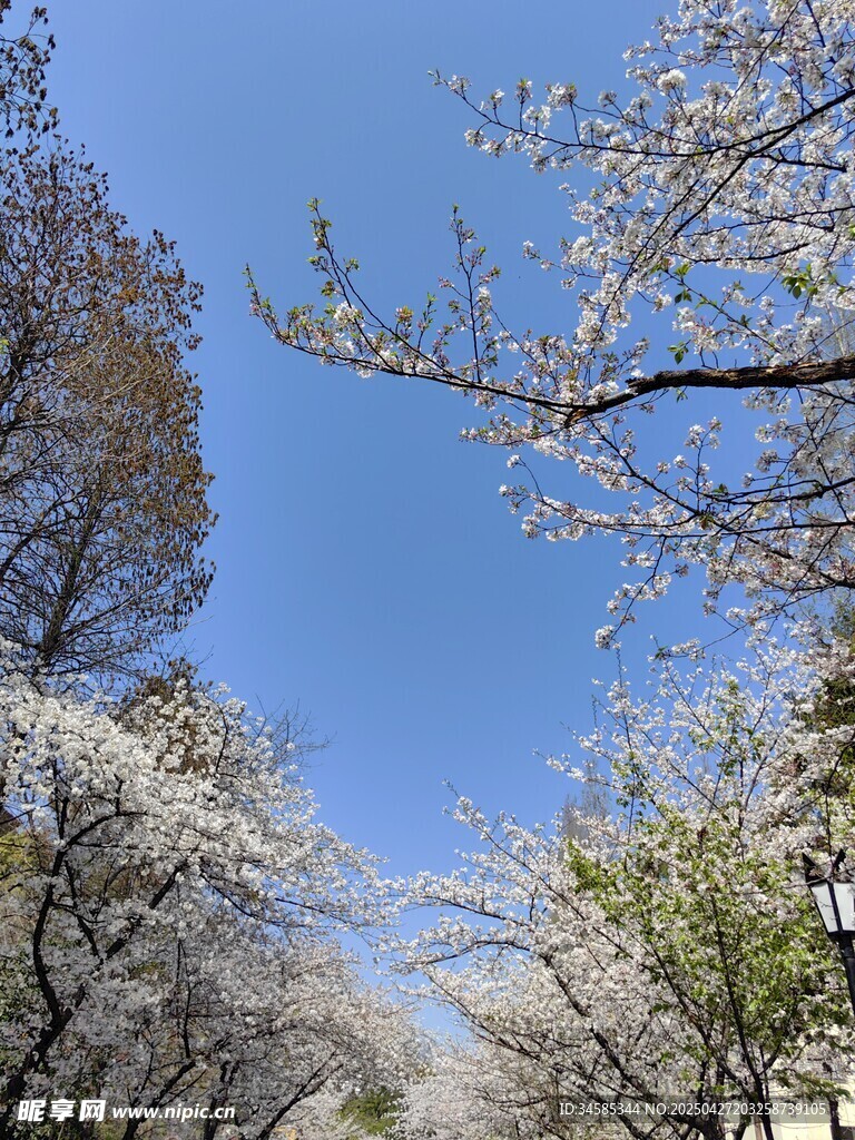 春日烂漫樱花树景