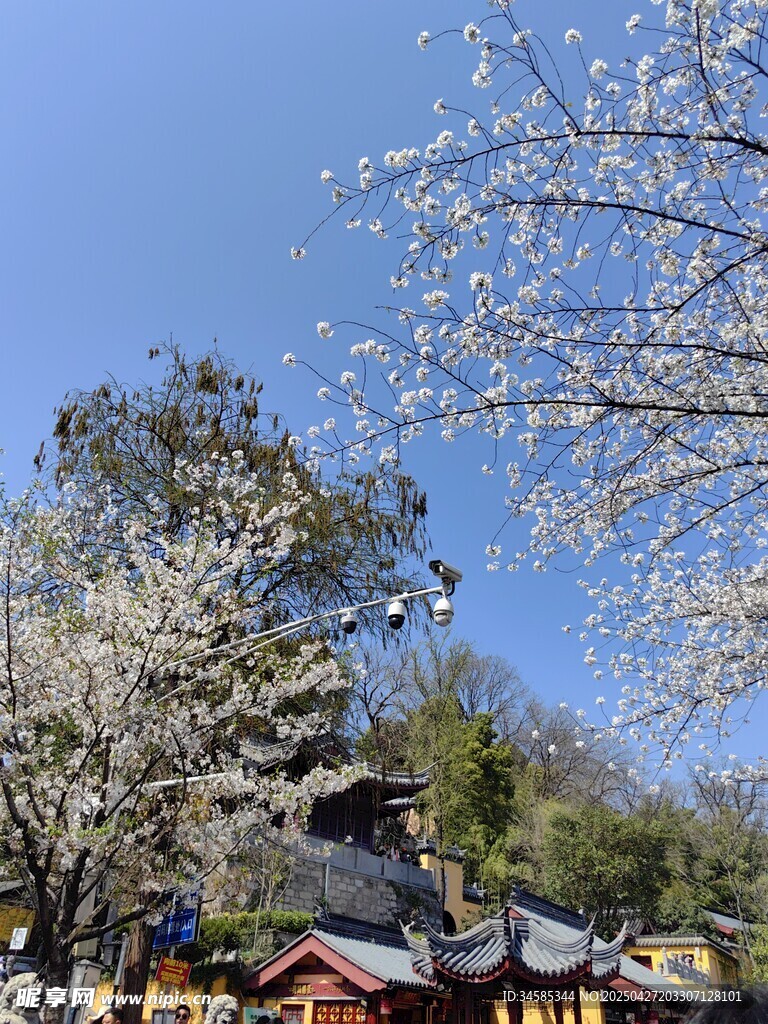 春日繁花下的古朴建筑