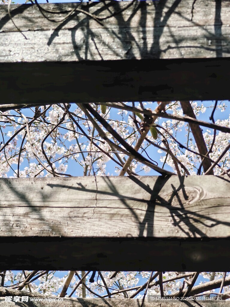 树枝光影交错的独特景象