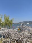 湖畔繁花盛开美景如画