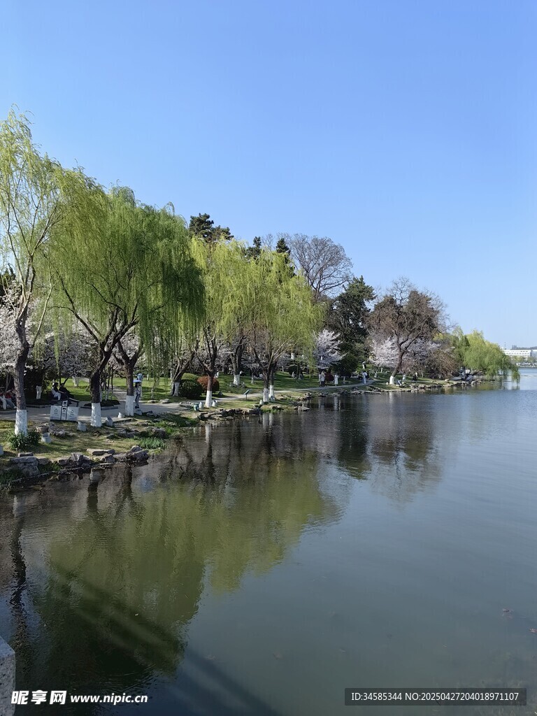湖畔垂柳映碧水