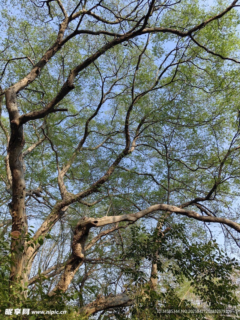 繁茂树枝映蓝天