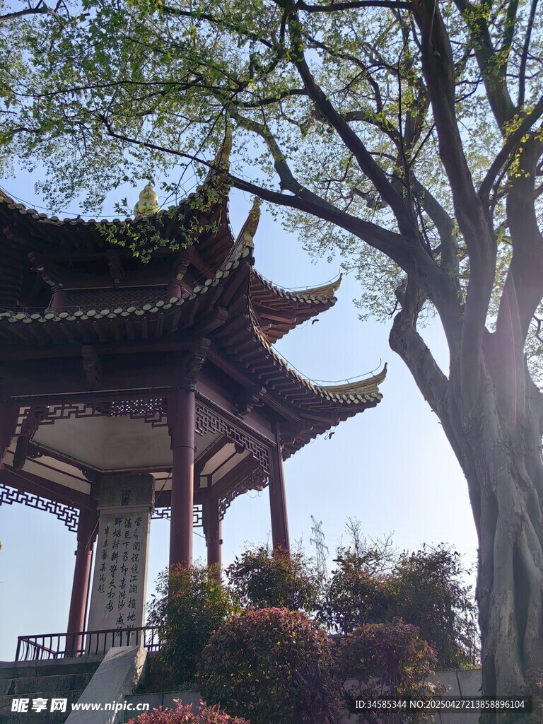 古亭旁的繁茂大树