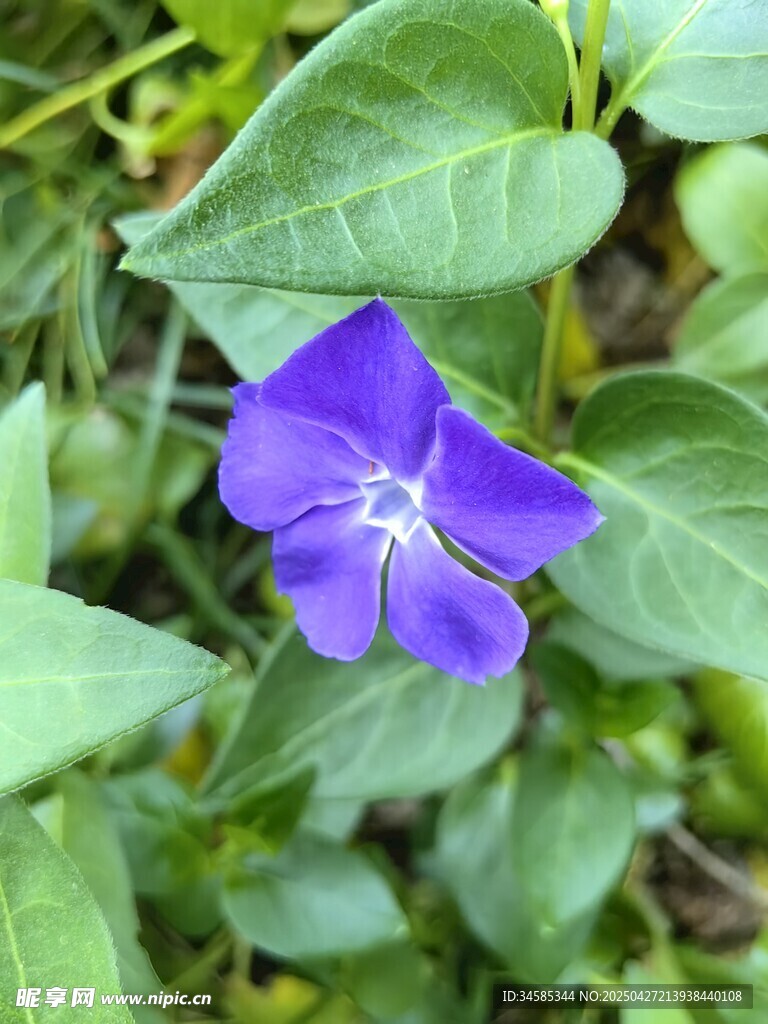 蓝紫色小花绽放绿叶间